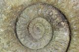 Stephanoceras Ammonite - Dorset, England #93910-2